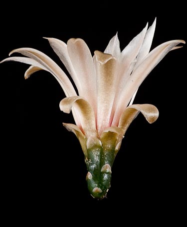 Gymnocalycium fischeri ssp suyuquense